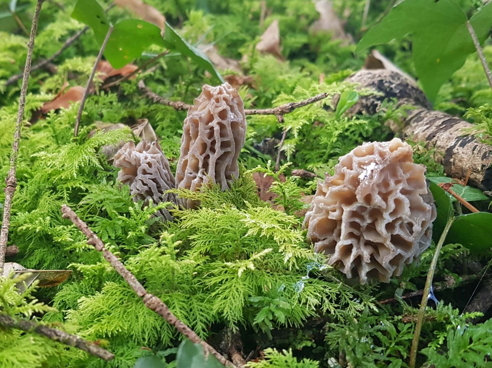 Grosse Semaine Pascale