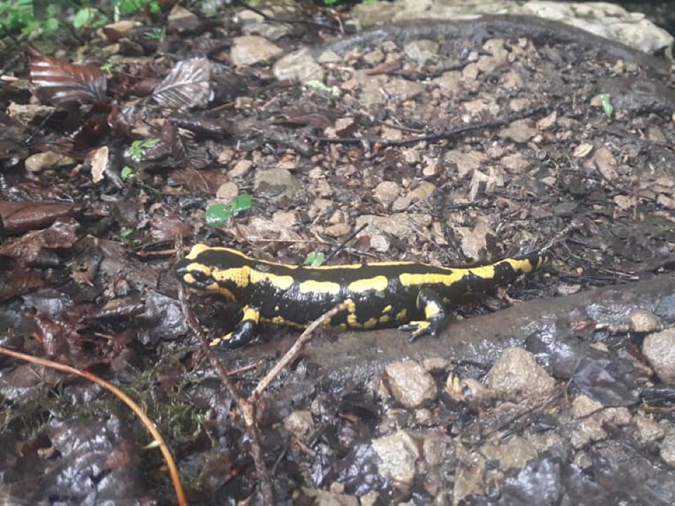 Ho la belle matinée 1